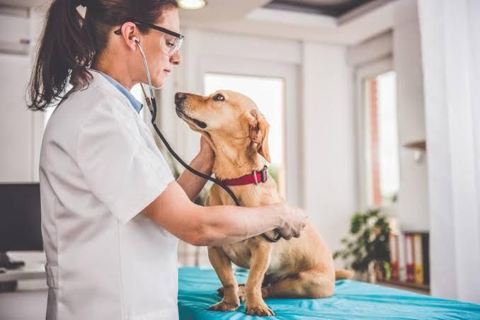 Consulta veterinaria (servicio)